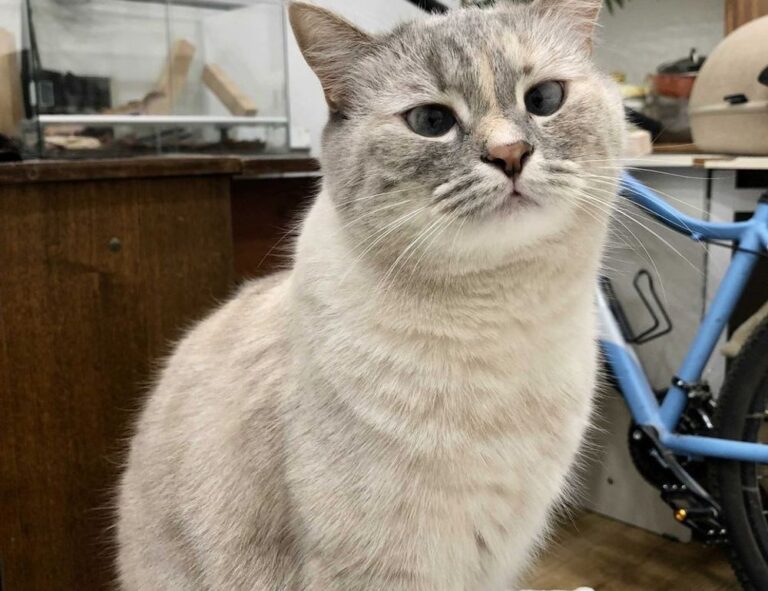 can i run widdeadvi games