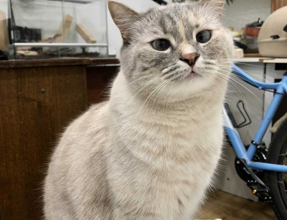 can i run widdeadvi games