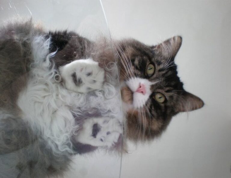 fntkgym gymansium guide from fitness-talk