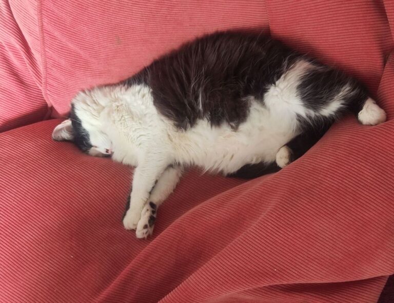 game results today sffaresports