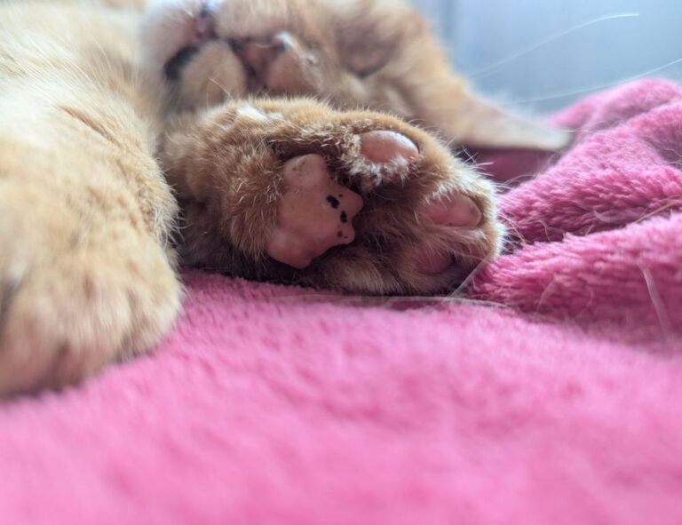 results sffareboxing sportsfanfare