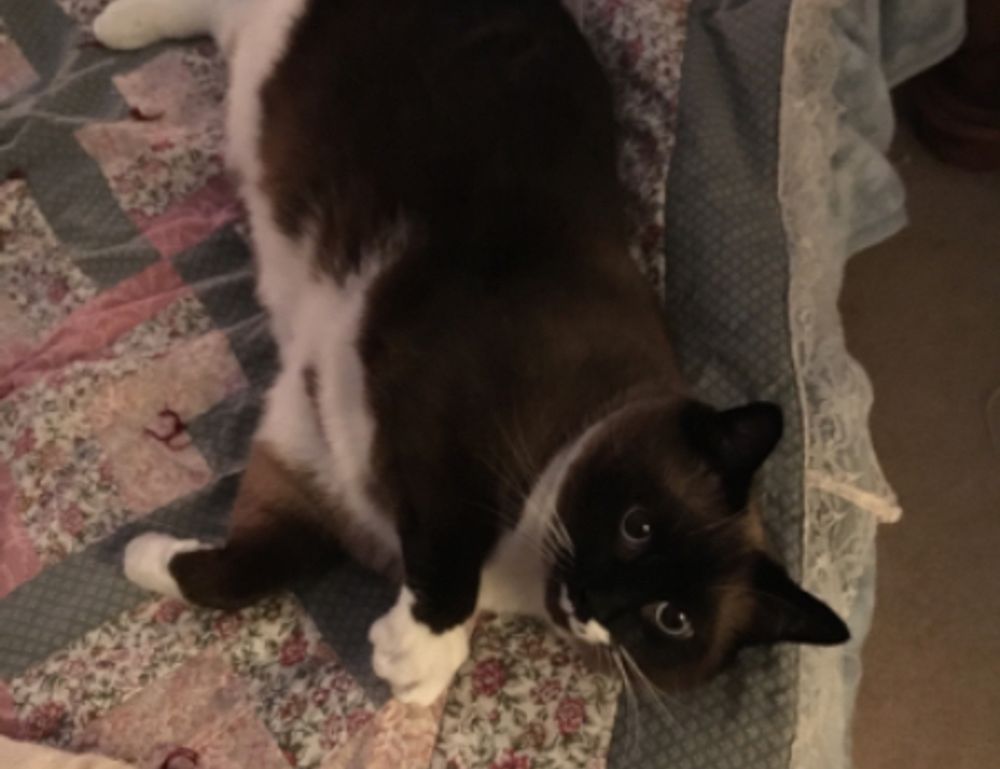 sffareboxing fixtures from sportsfanfare