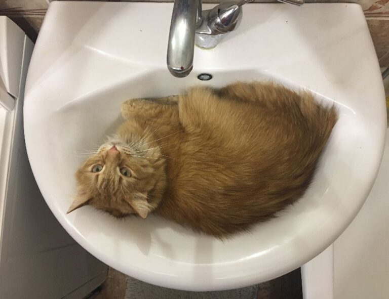 sffareboxing schedules 2022