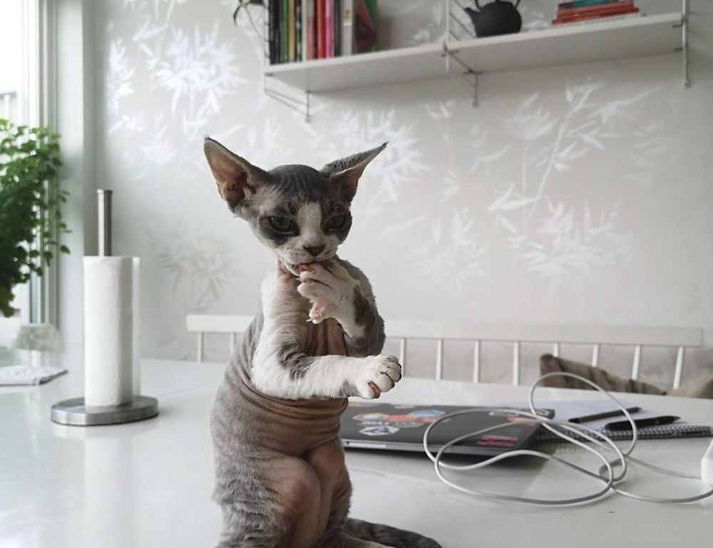 sffareboxing statistics 2022