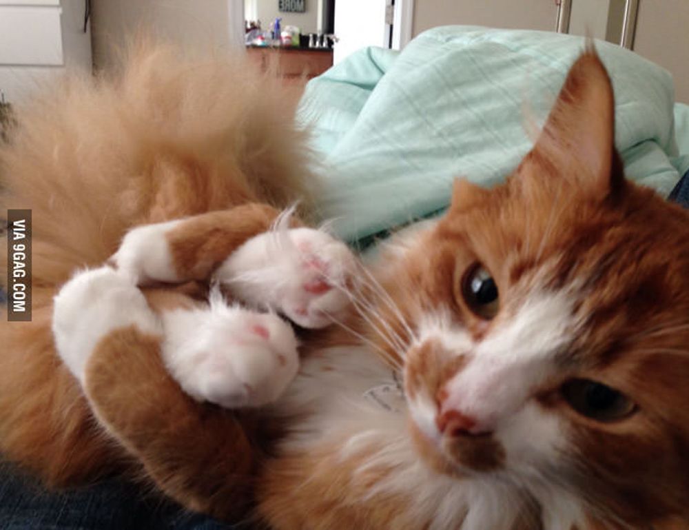 sffaresports game results by sportsfanfare