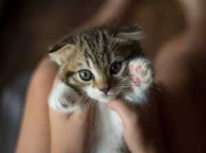why did hitler hate cats
